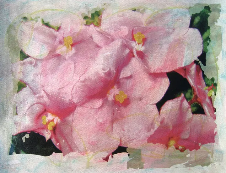 African Violets No 1, 2005