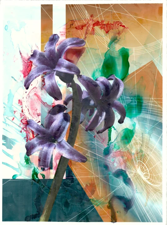 Hyacinth, 2018